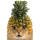 PICA logo