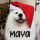 MAYA logo