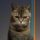 Beancat