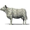CASHCOW logo