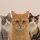 CATS logo