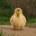 The Chubby Gosling
