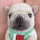 PIBBLE logo