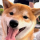 HACHI logo