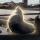 CHONKERS logo