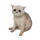 BABYCASHCAT logo