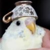 BIRB logo