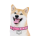 DOGEGF