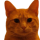 SASHA logo