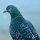 PIGEON logo