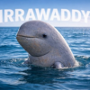 IRRAWADDY logo