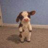 BTCOW logo