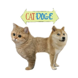 CAT DOGE