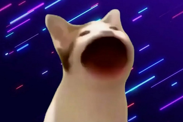 Мем кот