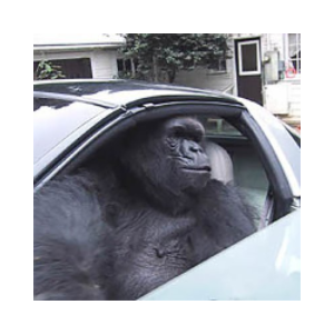 Gorilla In A Coupe