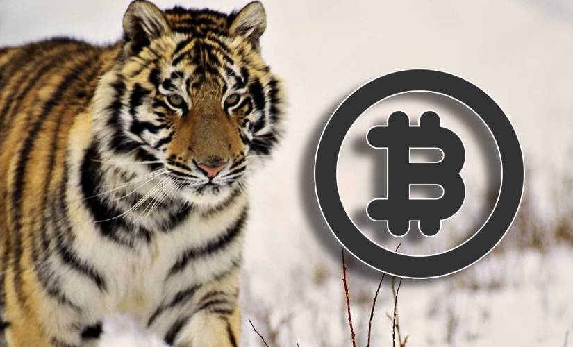 Тигры биткоины